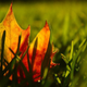 Illustration for article titled Shooting Challenge Fall Leaves Gallery 2